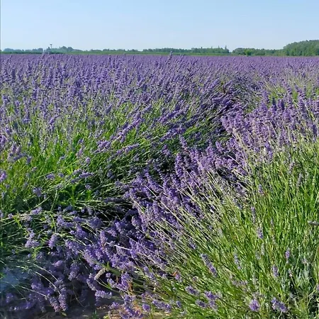 Marina Degli Estensi Floating Lido degli Estensi