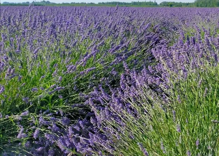 Marina Degli Estensi Floating 리도 델리 에스텐시